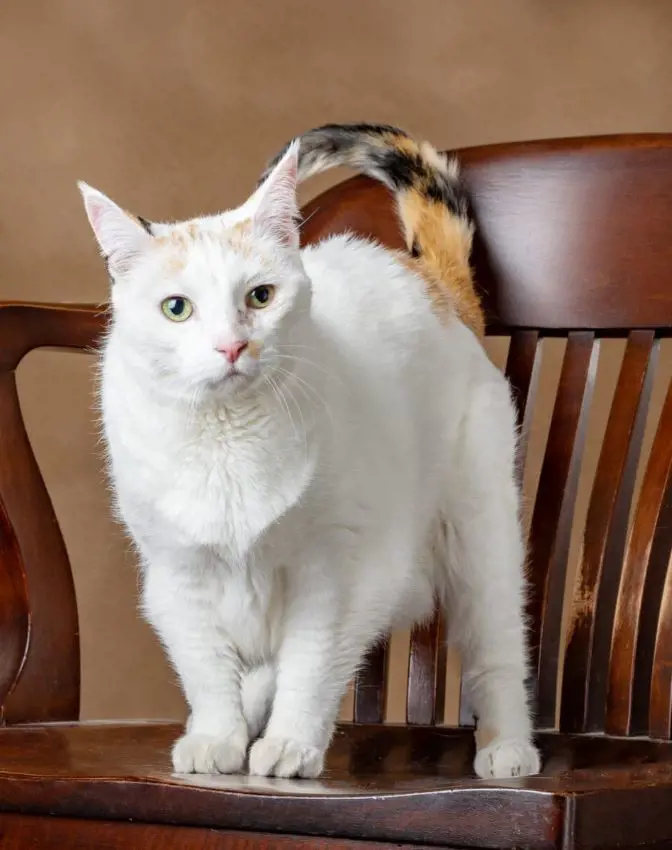 Cat with a unique mutation causing a striped tail and white body