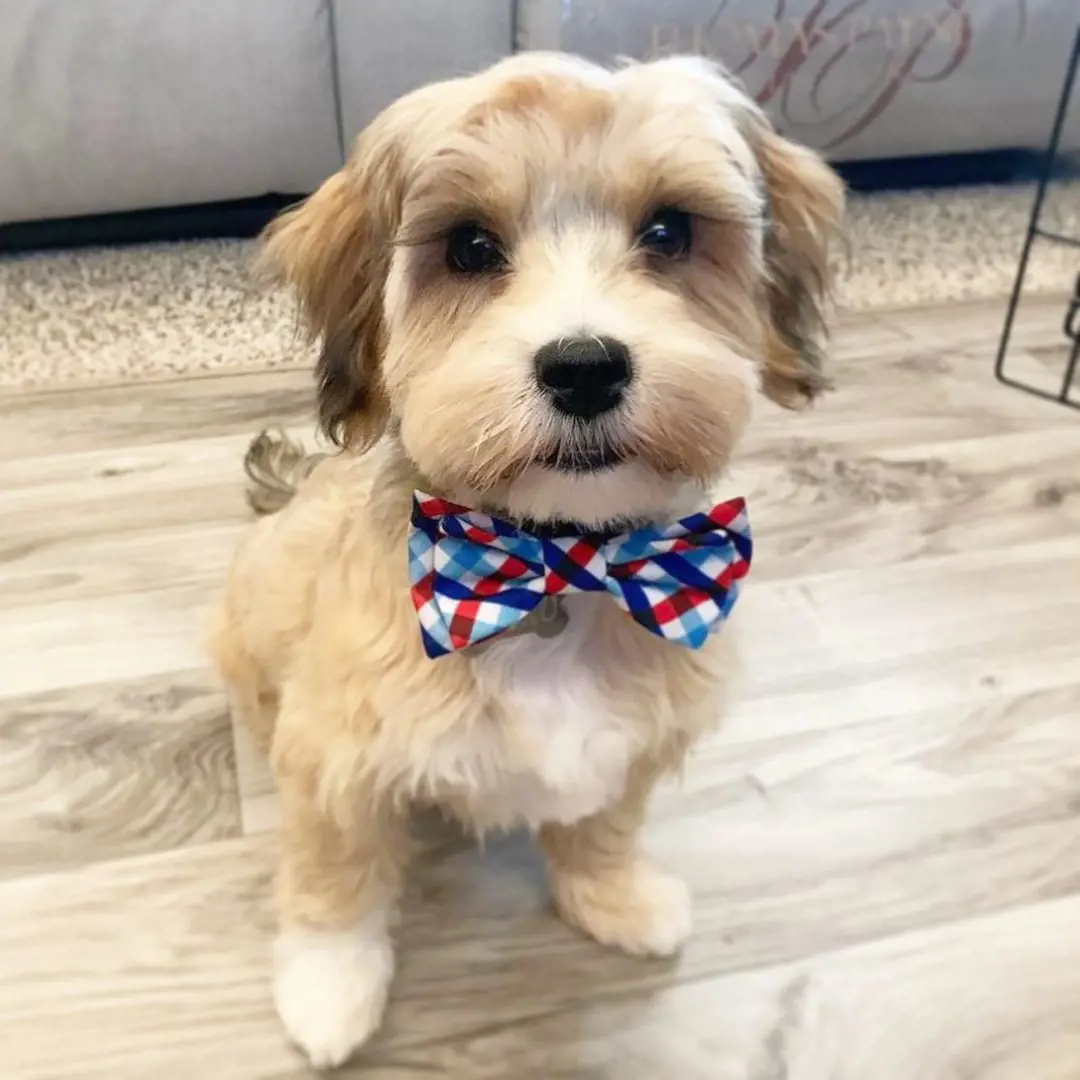 Adorable light golden color Havanese wears a bowtie to look smart. 