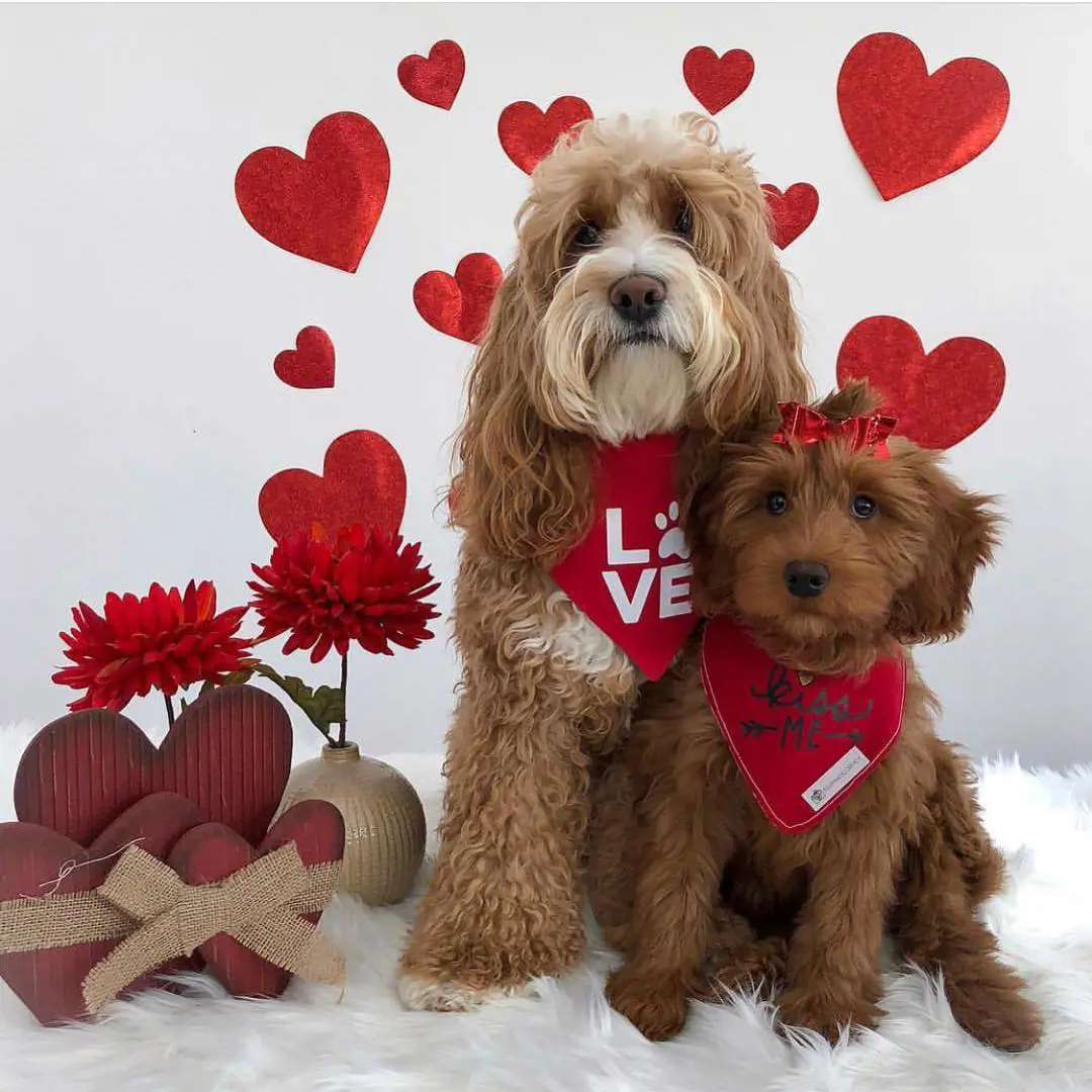 A pair of brown Labradoodles celebrate valentines' day together. 