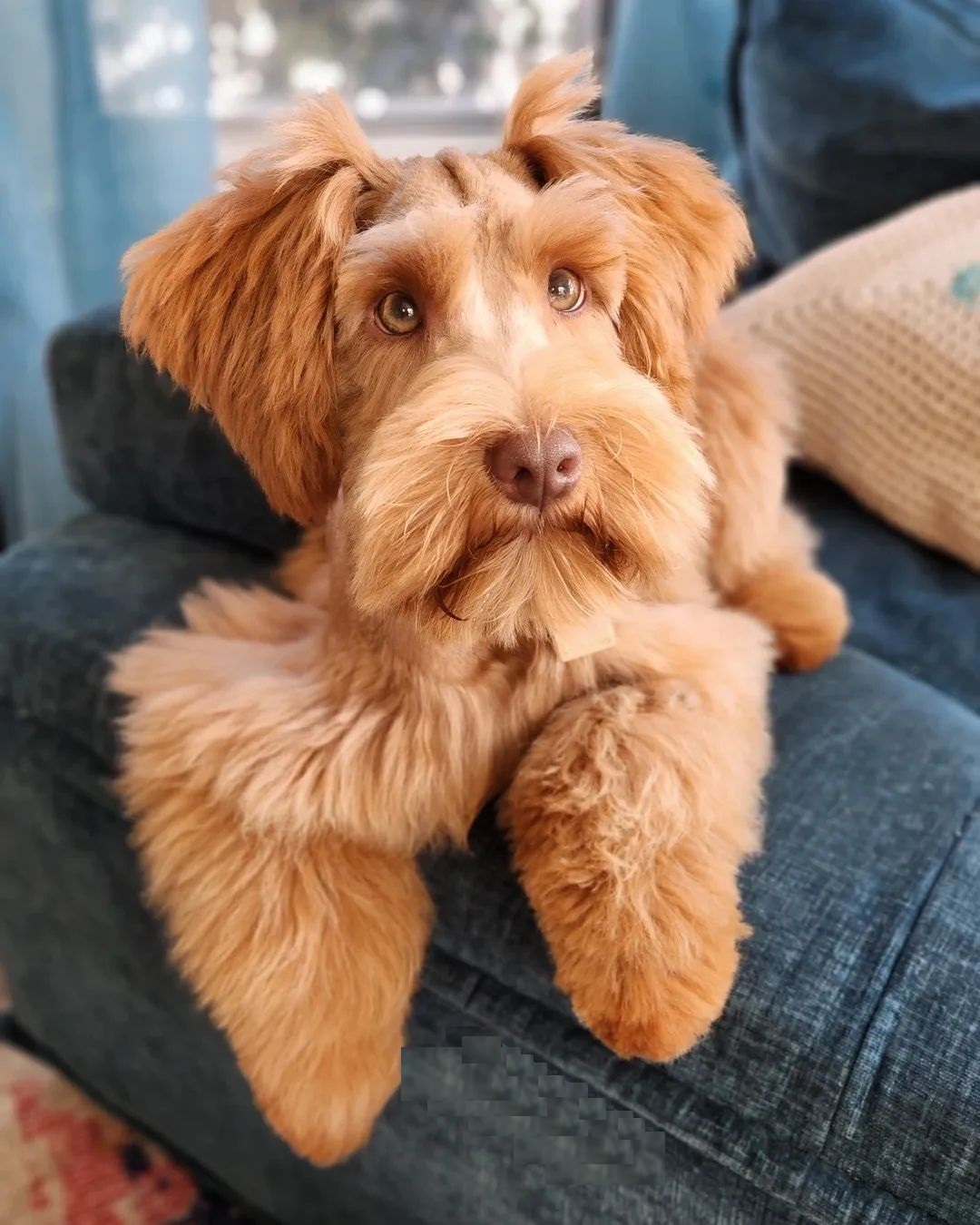 A beautiful miniature Schnauzers in silky wavy golden fur. 