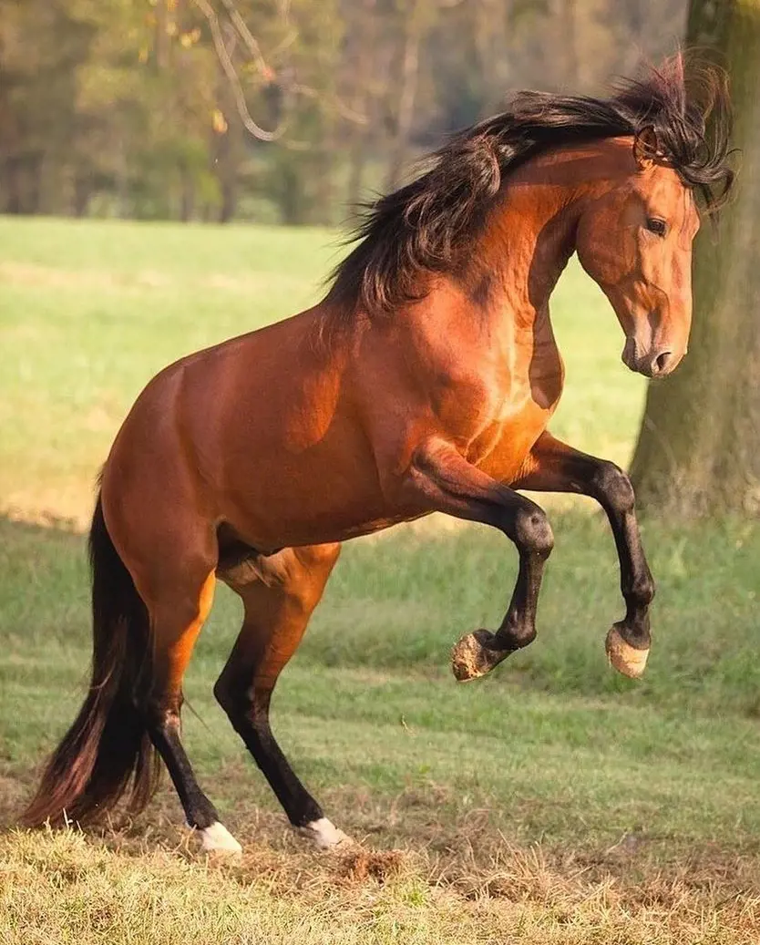 100+ Horse Names That Are Perfect for Your New Best Friend